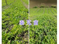 大葉龍膽（秦艽）苗銷售：云南迪慶州秦艽種植圖3