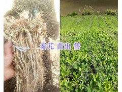 大葉龍膽（秦艽）苗銷售：云南迪慶州秦艽種植圖1