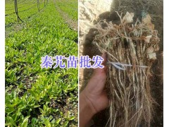 大葉龍膽（秦艽）苗銷售：云南迪慶州秦艽種植圖2