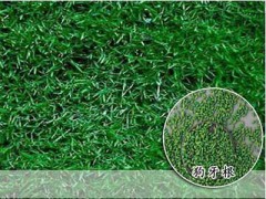剪股穎草坪-高羊茅護坡種子，四季青草坪種-狗牙根批發(fā)圖2