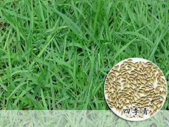 剪股穎草坪-高羊茅護坡種子，四季青草坪種-狗牙根批發(fā)圖3