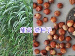 優(yōu)質(zhì)牧草紫花苜蓿、蕎麥種子批發(fā)，紫云英-蘇丹草圖1