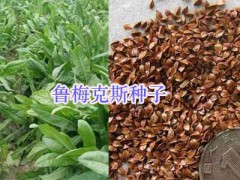 優(yōu)質(zhì)牧草紫花苜蓿、蕎麥種子批發(fā)，紫云英-蘇丹草圖3