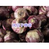 綠化鮮花草種子：波斯菊、雛菊#二月蘭、風(fēng)信子種球