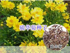 綠化鮮花草種子：波斯菊、雛菊#二月蘭、風(fēng)信子種球圖2