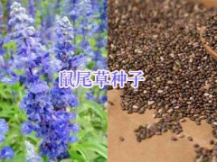 綠化鮮花草種子：波斯菊、雛菊#二月蘭、風(fēng)信子種球圖3