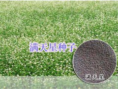 四川綠化小麗花、秀秋菊-薰衣草#野花組合種子-野菊花種子圖2