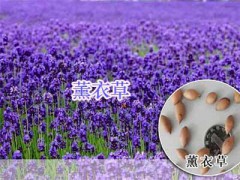 四川綠化小麗花、秀秋菊-薰衣草#野花組合種子-野菊花種子圖3