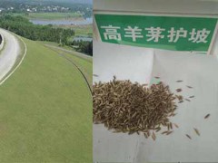 江蘇草坪種子銷售-宿遷園林綠化草坪/圖3