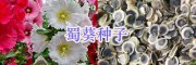 江蘇牧草種子價(jià)格、草坪種子批發(fā)_宿遷綠化花草種子