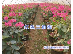 云南紅三角梅（葉子花）#昆明紅三角梅批發(fā)_芊蕁三角梅基地圖1
