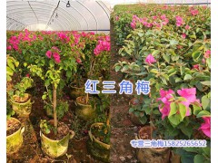 云南紅三角梅（葉子花）#昆明紅三角梅批發(fā)_芊蕁三角梅基地圖2