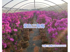 四季紫三角梅-15825265652*昆明三角梅多少錢一盆圖1
