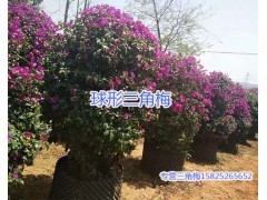 三角梅花球-宜良三角梅市場(chǎng)供應(yīng)/球形三角梅盆栽圖1