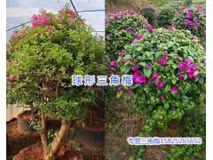 宜良三角梅基地-昆明三角梅批發(fā)商/15825265652圖2