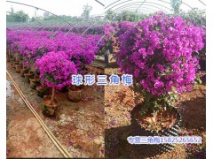 三角梅花柱&三角梅柱形盆栽-宜良芊蕁三角梅種植園圖3