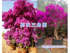 樹(shù)形三角梅-昆明樹(shù)形三角梅盆栽_云南樹(shù)形三角梅供應(yīng)圖2