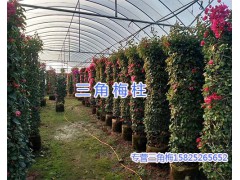 三角梅花柱&三角梅柱形盆栽-宜良芊蕁三角梅種植園圖1