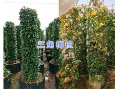 三角梅柱批發(fā)-昆明三角梅柱銷售/15825265652圖2