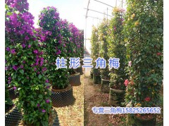 宜良三角梅基地-昆明三角梅批發(fā)商/15825265652圖1