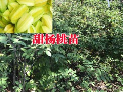 石硤龍眼產(chǎn)地供應(yīng)小苗%云南優(yōu)質(zhì)石硤龍眼種苗多少一株@圖1