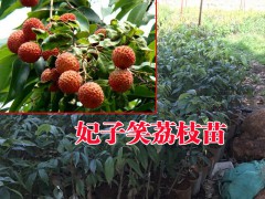 云南荔枝(種苗)基地報(bào)價(jià)圖2