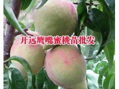 適合西南種植的冬桃苗@冬桃在哪里種植_現(xiàn)場取冬桃苗圖片圖1