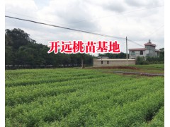 適合西南種植的冬桃苗@冬桃在哪里種植_現(xiàn)場取冬桃苗圖片圖2