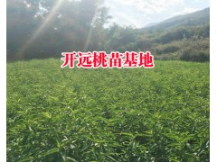 云南冬桃種植技術(shù)&冬桃樹苗基地價(jià)格圖2