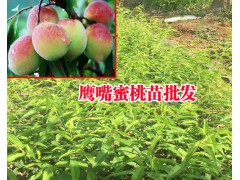 云南冬桃種植技術(shù)&冬桃樹苗基地價(jià)格圖3