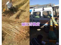 正宗雪桃苗一棵多少錢-麗江雪桃苗哪里多？圖3