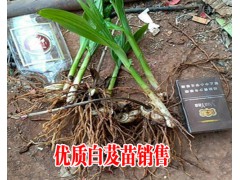 紫花三叉小白芨苗報(bào)價(jià)表_白芨種苗哪里在銷售—白芨小苗供求信息圖2