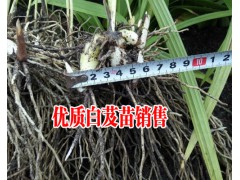 紫花三叉小白芨苗報(bào)價(jià)表_白芨種苗哪里在銷售—白芨小苗供求信息圖3