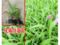 云南/四川/貴州紫花白芨&白芨畝產(chǎn)多少斤?圖3