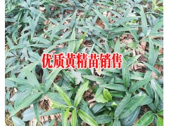 黃精的市場(chǎng)價(jià)格_紫花三叉白芨苗2018#三叉紫花白芨好不好種圖2