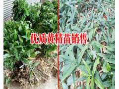 黃精的市場(chǎng)價(jià)格_紫花三叉白芨苗2018#三叉紫花白芨好不好種圖3