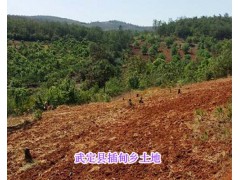 昆明旁邊荒山林地出租-武定縣插甸鄉(xiāng)林地_云南林地出租信息圖2