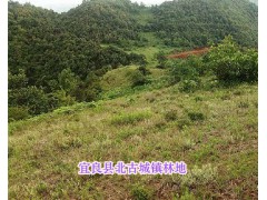昆明宜良縣林地、土地有證轉讓*云南昆明土地流轉服務圖2