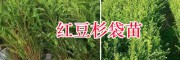 昆明紅豆杉苗銷售基地-紅豆杉袋苗&50-70公分紅豆杉苗批發(fā)