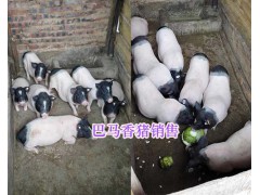 云南巴馬香豬養(yǎng)殖場(chǎng)，玉溪小香豬批發(fā)圖3