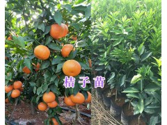 大理賓川柑桔苗銷售：柳葉桔/沃柑/晚蘆（蘆柑）苗批發(fā)圖2