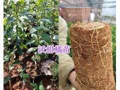 大理賓川柑桔苗銷售：柳葉桔/沃柑/晚蘆（蘆柑）苗批發(fā)圖3