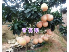 青花梨種植技術(shù)指導(dǎo)-大理青花梨苗批發(fā)_云南梨苗供應(yīng)信息圖1