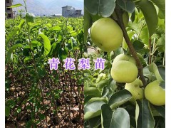青花梨種植技術(shù)指導(dǎo)-大理青花梨苗批發(fā)_云南梨苗供應(yīng)信息圖2