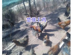 楚雄市周邊放養(yǎng)土雞-林下散養(yǎng)土雞批發(fā)_云南土雞供應(yīng)信息圖2