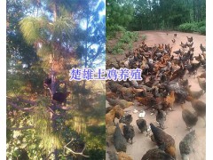 楚雄市周邊放養(yǎng)土雞-林下散養(yǎng)土雞批發(fā)_云南土雞供應(yīng)信息圖1