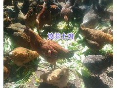 楚雄市周邊放養(yǎng)土雞-林下散養(yǎng)土雞批發(fā)_云南土雞供應(yīng)信息圖3
