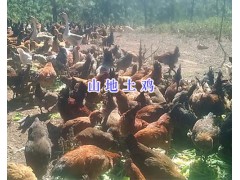 云南散養(yǎng)土雞批發(fā)楚雄山地土雞養(yǎng)殖場圖1