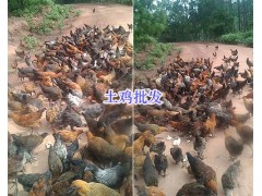 云南散養(yǎng)土雞批發(fā)楚雄山地土雞養(yǎng)殖場圖2