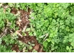 當歸除草劑哪種好-當歸除草效果圖_云南當歸除草劑圖1